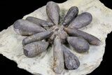 Jurassic Fossil Urchin (Firmacidaris) - Amellago, Morocco #77229-2